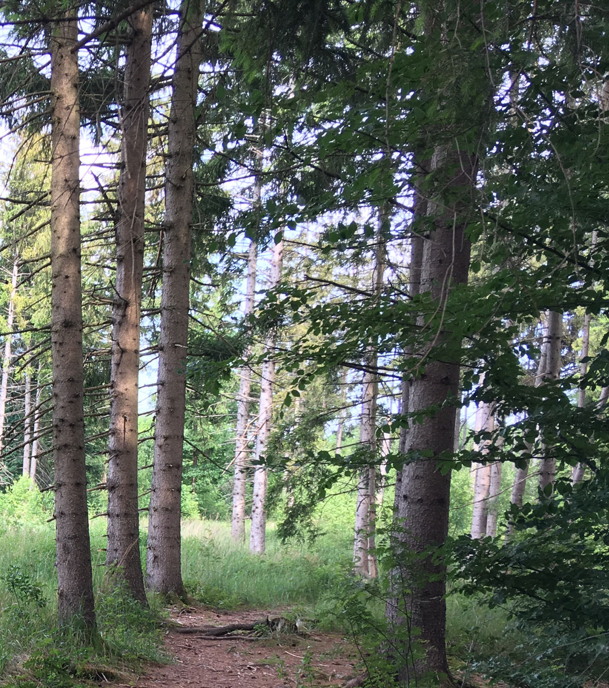 Truderinger Wald